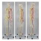Life Size Human Skeleton Anatomy Model With Blood Vessels And Nerves