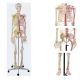 Life Size Human Skeleton Anatomy Model With Blood Vessels And Nerves