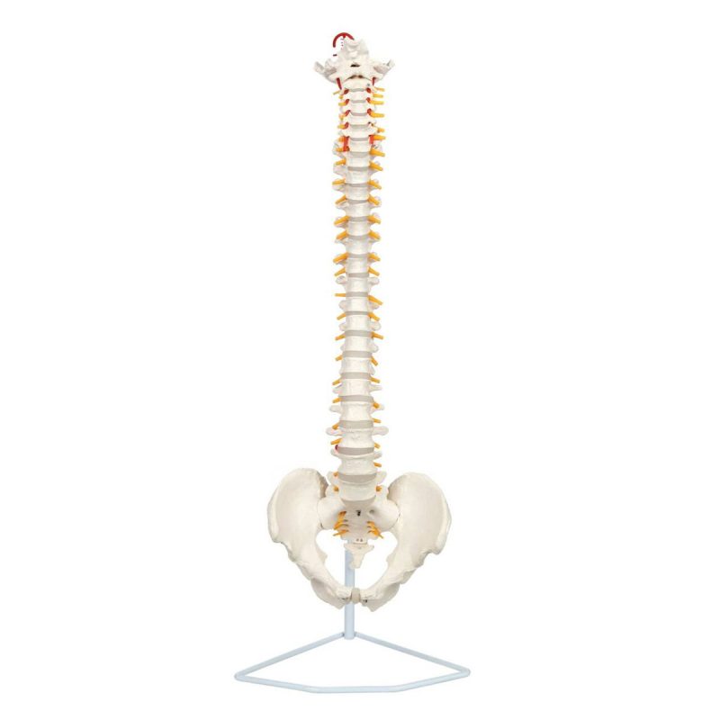Life-Size Human Spine with Complete Vertebrae, Nerves, and Male Pelvis