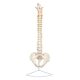 Life-Size Human Spine with Complete Vertebrae, Nerves, and Male Pelvis