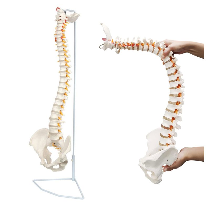 Life-Size Human Spine with Complete Vertebrae, Nerves, and Male Pelvis