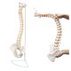 Life-Size Human Spine with Complete Vertebrae, Nerves, and Male Pelvis