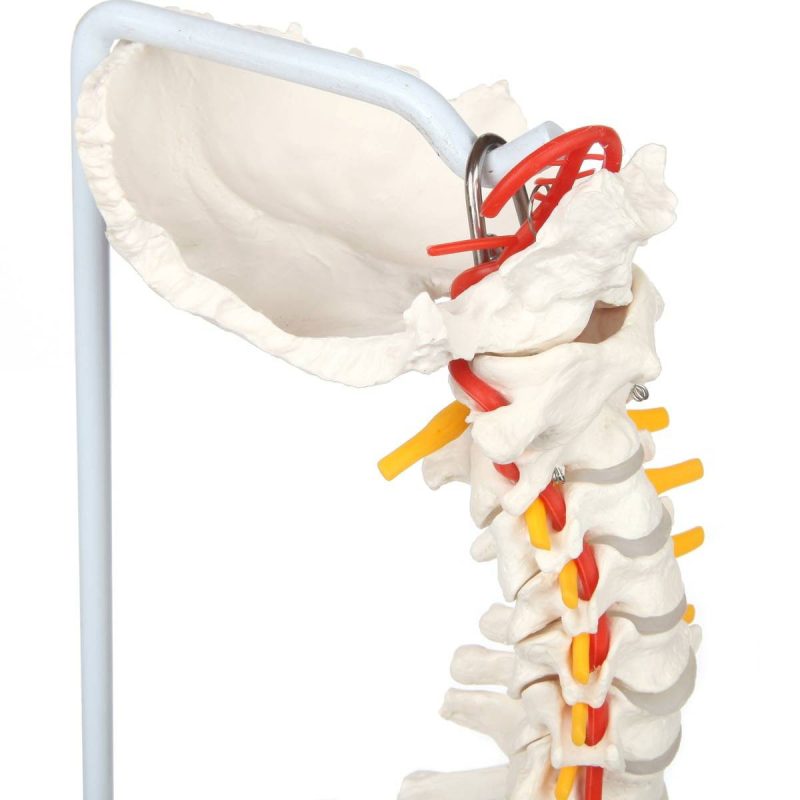 Life-Size Human Spine with Complete Vertebrae, Nerves, and Male Pelvis
