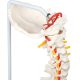 Life-Size Human Spine with Complete Vertebrae, Nerves, and Male Pelvis