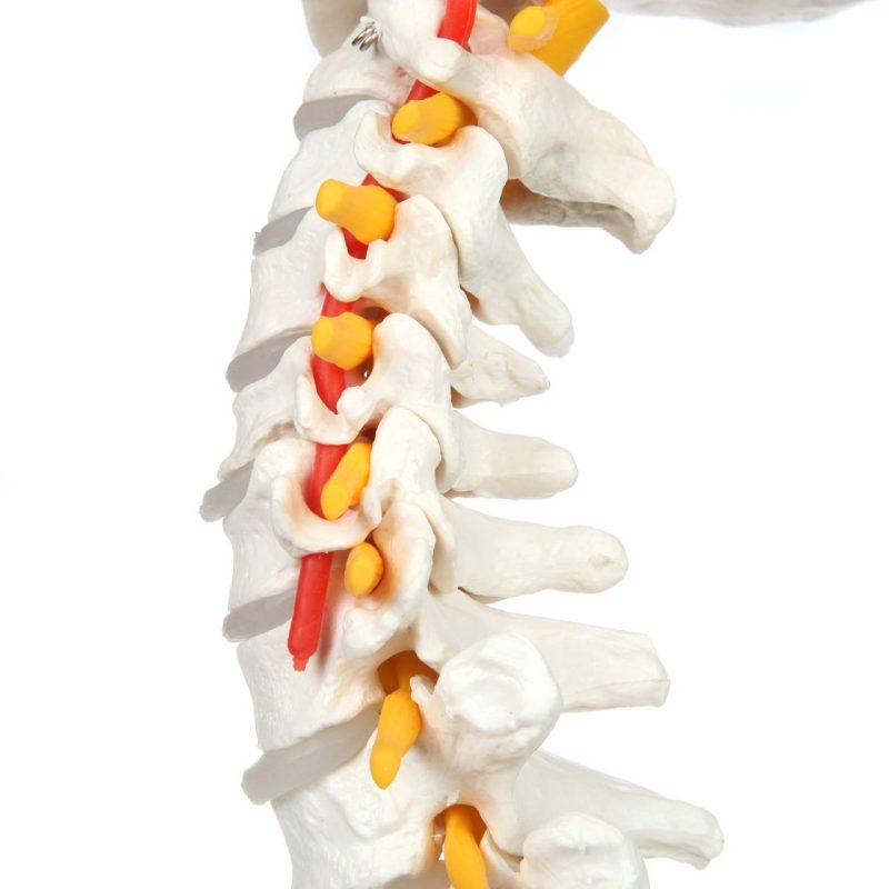 Life-Size Human Spine with Complete Vertebrae, Nerves, and Male Pelvis