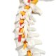 Life-Size Human Spine with Complete Vertebrae, Nerves, and Male Pelvis