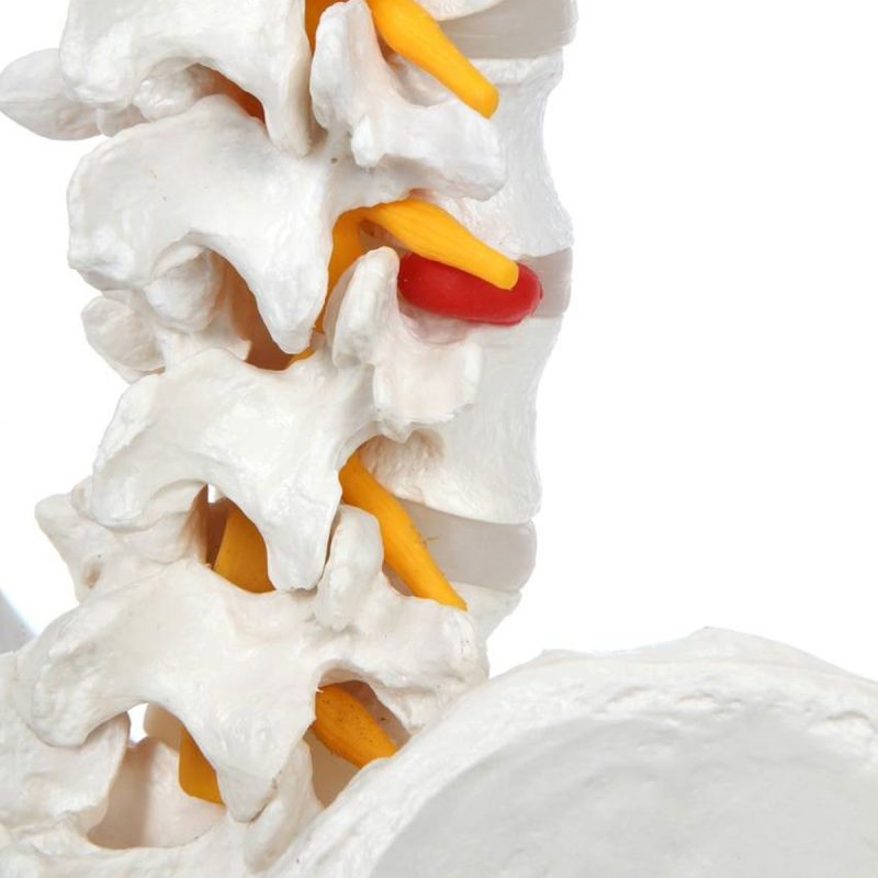 Life-Size Human Spine with Complete Vertebrae, Nerves, and Male Pelvis