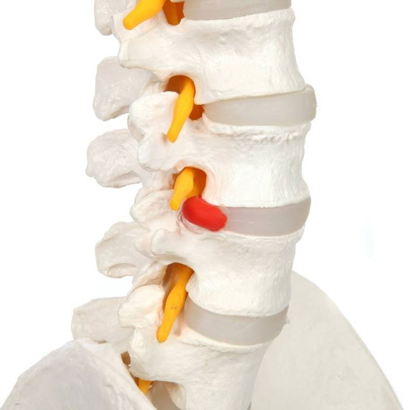Life-Size Human Spine with Complete Vertebrae, Nerves, and Male Pelvis
