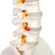 Life-Size Human Spine with Complete Vertebrae, Nerves, and Male Pelvis