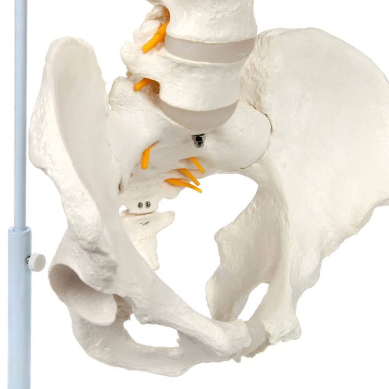 Life-Size Human Spine with Complete Vertebrae, Nerves, and Male Pelvis