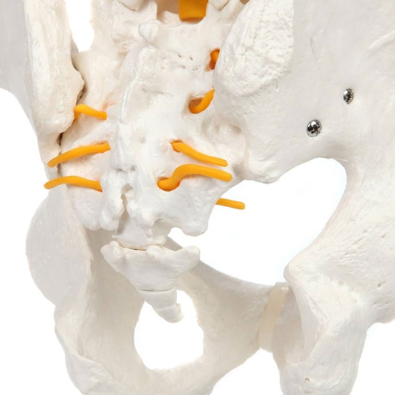 Life-Size Human Spine with Complete Vertebrae, Nerves, and Male Pelvis