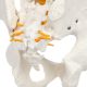 Life-Size Human Spine with Complete Vertebrae, Nerves, and Male Pelvis