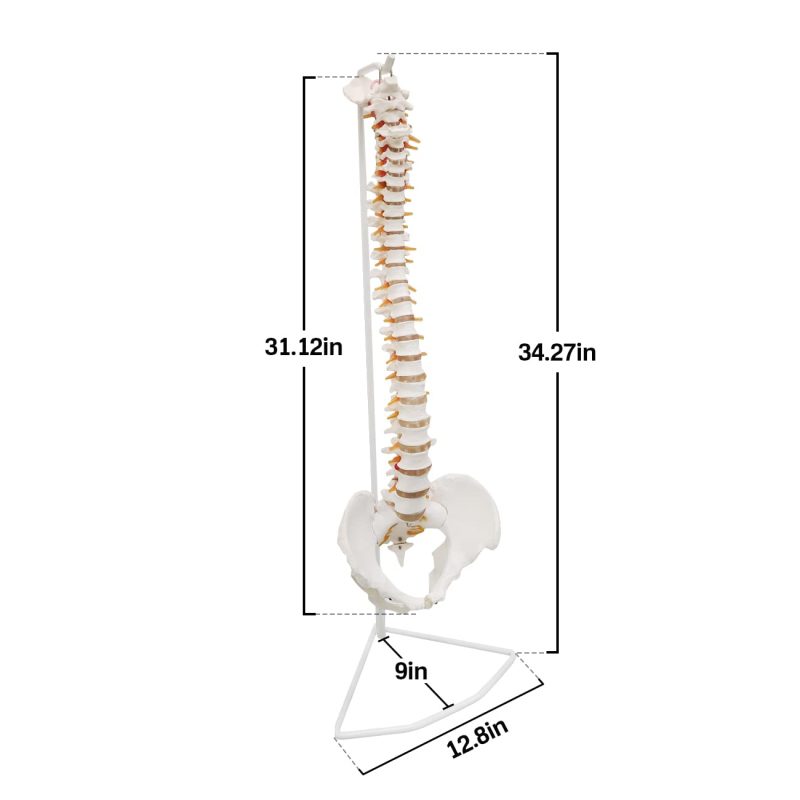 Life-Size Human Spine with Complete Vertebrae, Nerves, and Male Pelvis