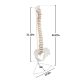 Life-Size Human Spine with Complete Vertebrae, Nerves, and Male Pelvis