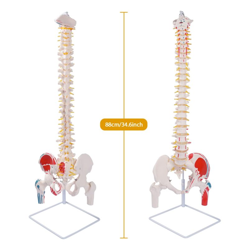 Life-sized Painted Flexible Human Spine Models with Femur Heads