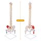 Life-sized Painted Flexible Human Spine Models with Femur Heads