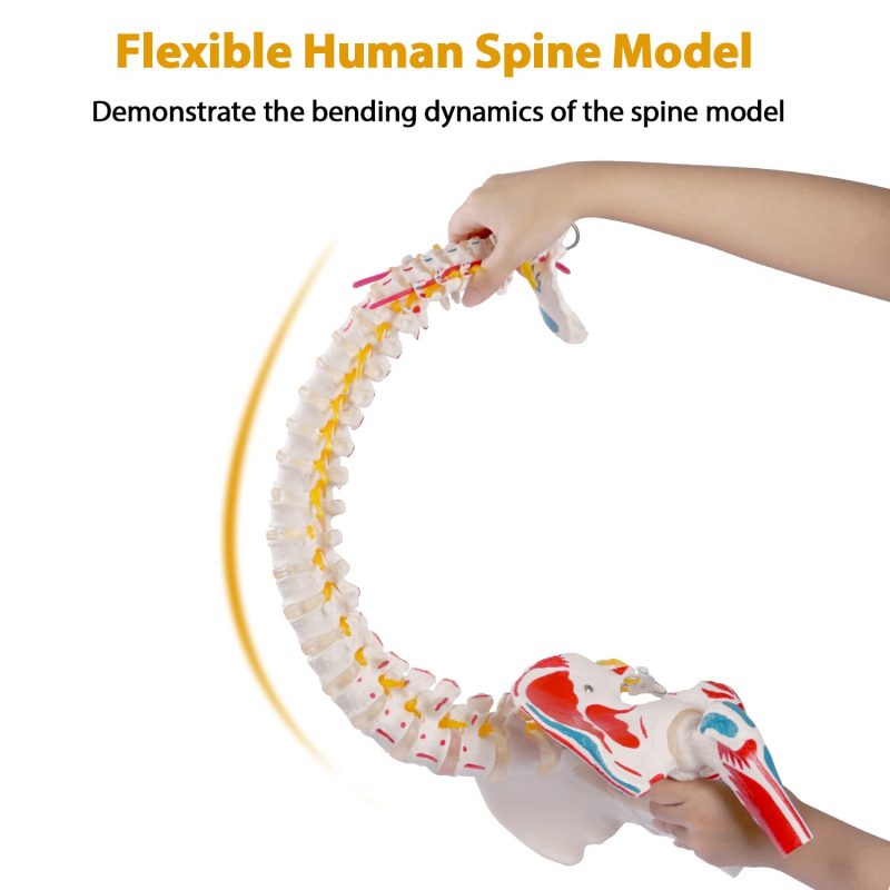 Life-sized Painted Flexible Human Spine Models with Femur Heads