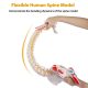 Life-sized Painted Flexible Human Spine Models with Femur Heads
