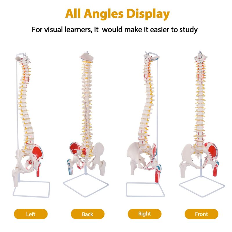Life-sized Painted Flexible Human Spine Models with Femur Heads
