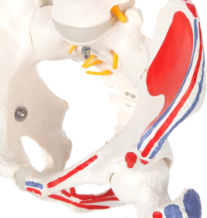 Life-sized Painted Flexible Human Spine Models with Femur Heads