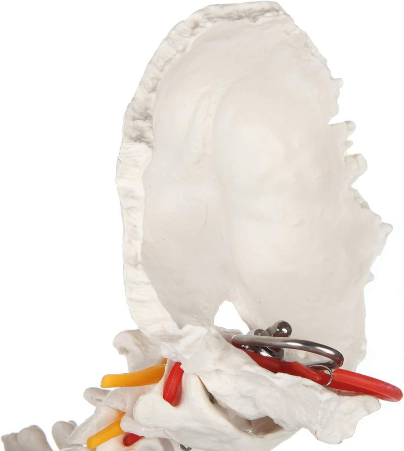 Life-sized Painted Flexible Human Spine Models with Femur Heads