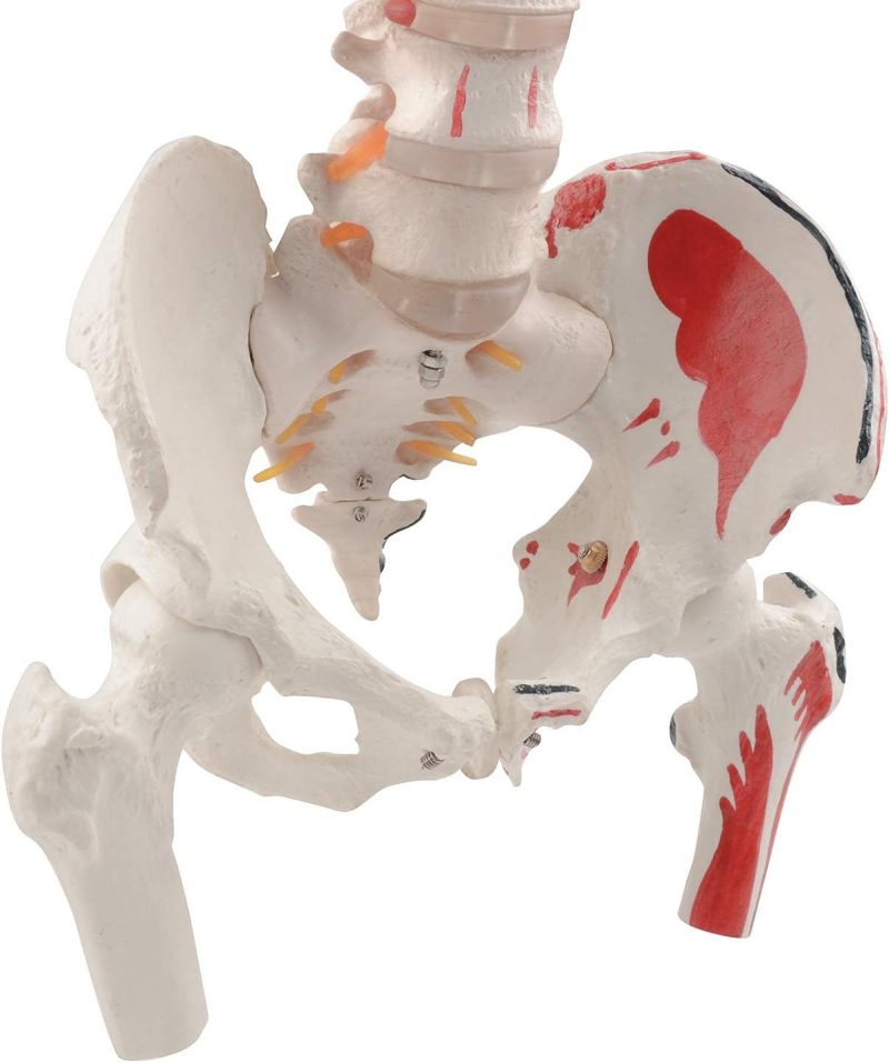 Life-sized Painted Flexible Human Spine Models with Femur Heads