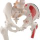 Life-sized Painted Flexible Human Spine Models with Femur Heads