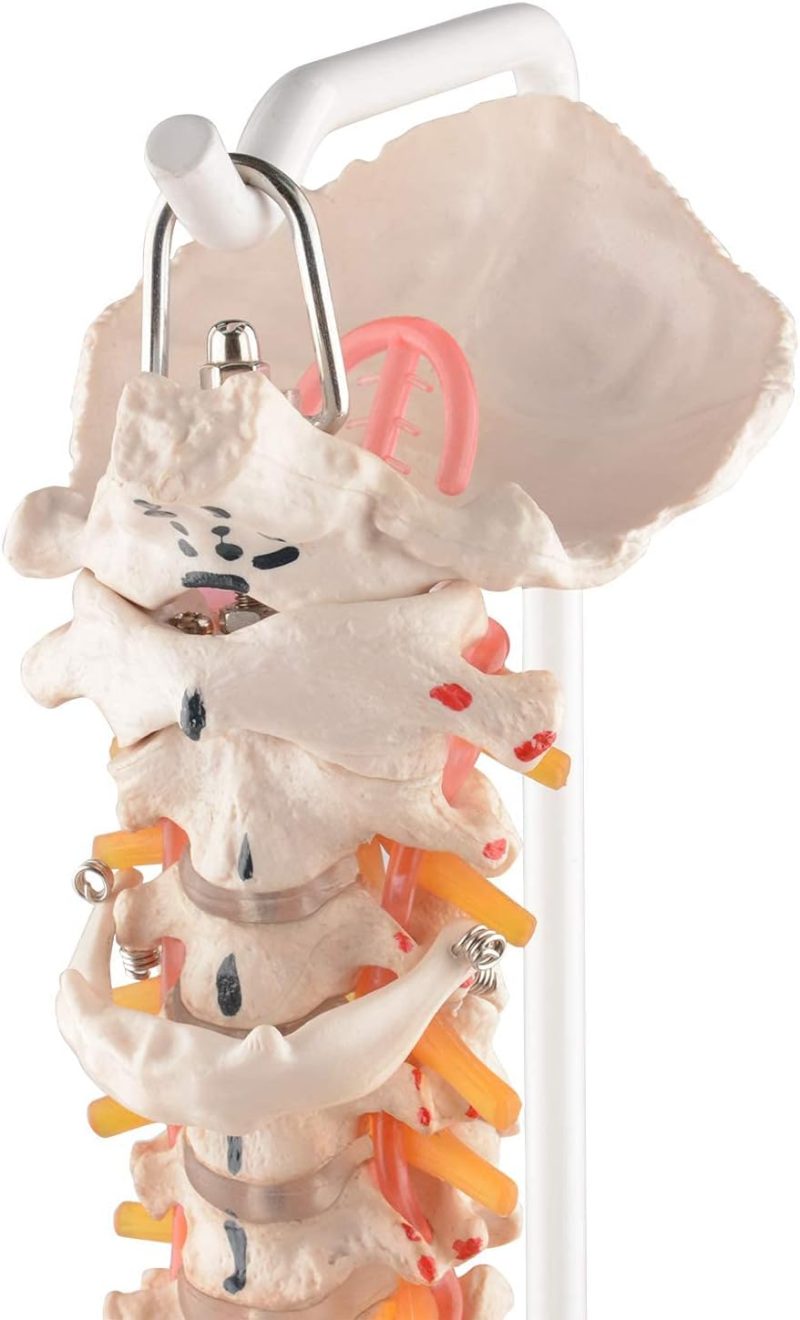 Life-sized Painted Flexible Human Spine Models with Femur Heads