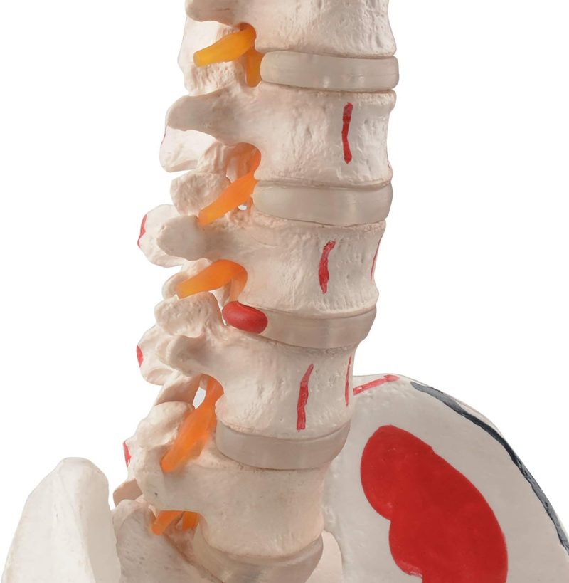 Life-sized Painted Flexible Human Spine Models with Femur Heads