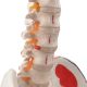 Life-sized Painted Flexible Human Spine Models with Femur Heads