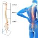 Life-sized Painted Flexible Human Spine Models with Femur Heads