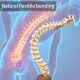 Life-sized Painted Flexible Human Spine Models with Femur Heads