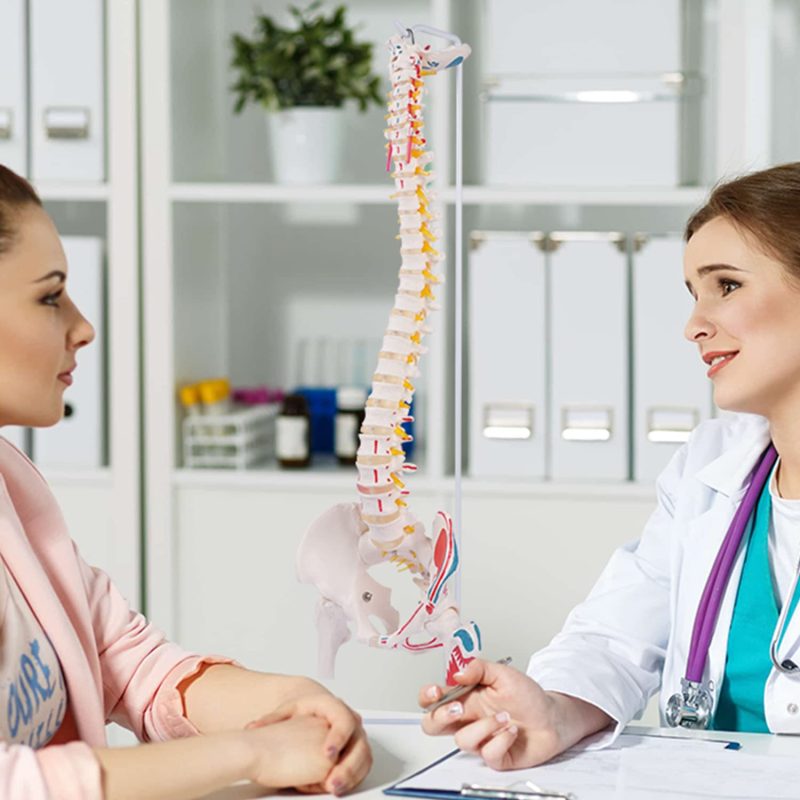 Life-sized Painted Flexible Human Spine Models with Femur Heads