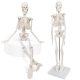Mini Human Skeleton Model for Anatomy 17.7 inches