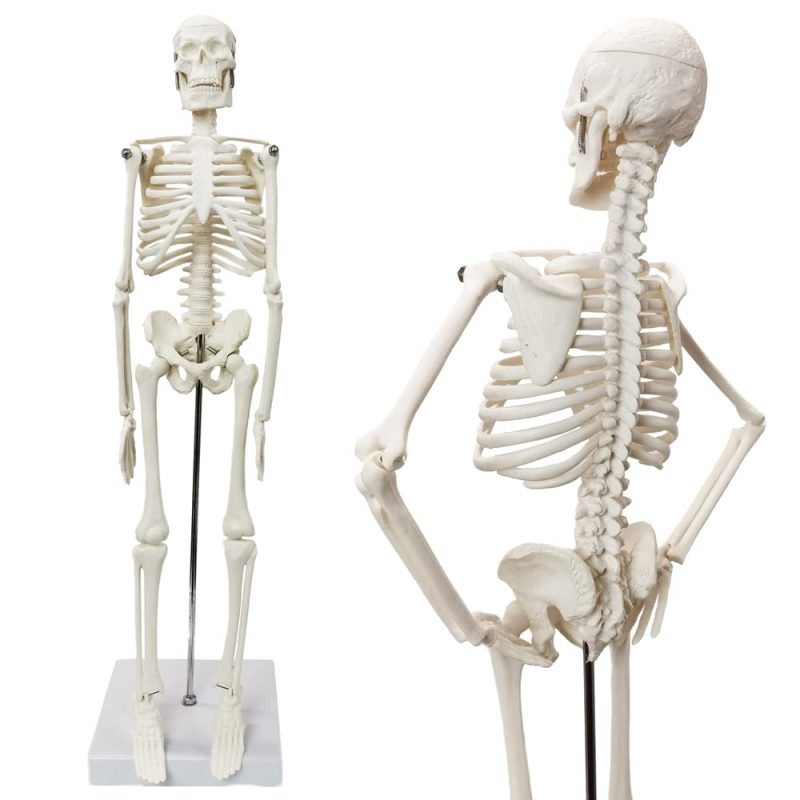 Mini Human Skeleton Model for Anatomy 17.7 inches