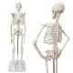 Mini Human Skeleton Model for Anatomy 17.7 inches