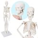 Mini Human Skeleton Model for Anatomy 17.7 inches