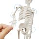 Mini Human Skeleton Model for Anatomy 17.7 inches