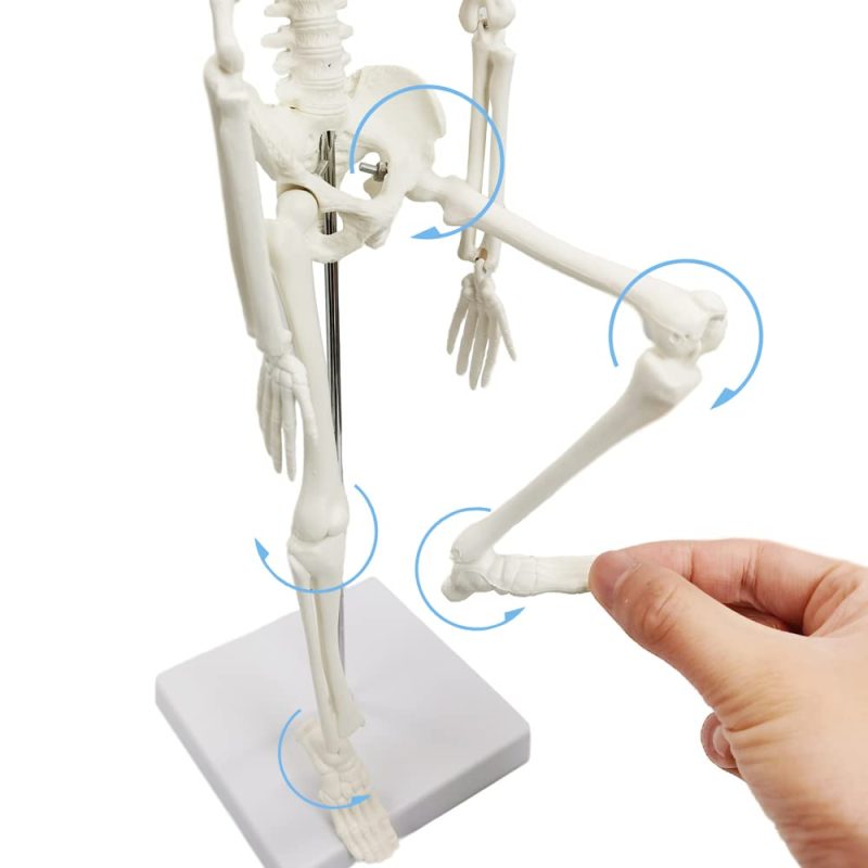 Mini Human Skeleton Model for Anatomy 17.7 inches