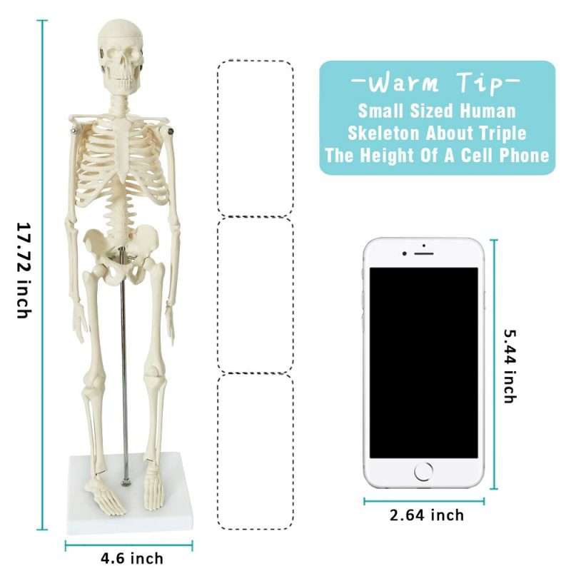 Mini Human Skeleton Model for Anatomy 17.7 inches