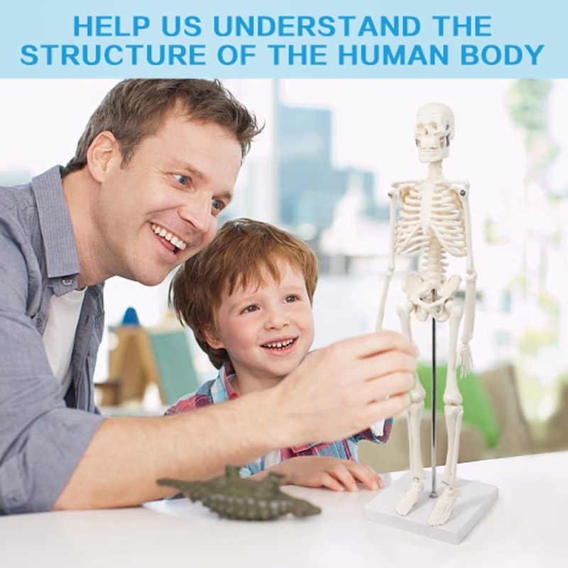 Mini Human Skeleton Model for Anatomy 17.7 inches