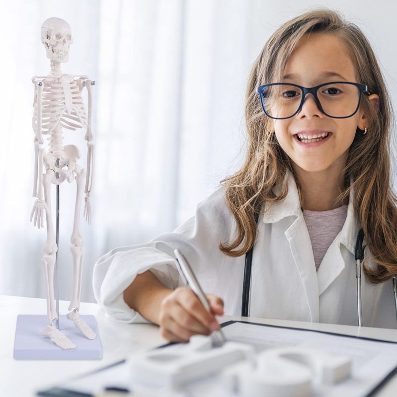 Mini Human Skeleton Model for Anatomy 17.7 inches