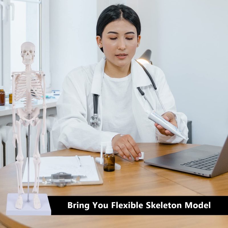 Mini Human Skeleton Model for Anatomy 17.7 inches