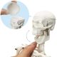Mini Human Skeleton Model for Anatomy 17.7 inches