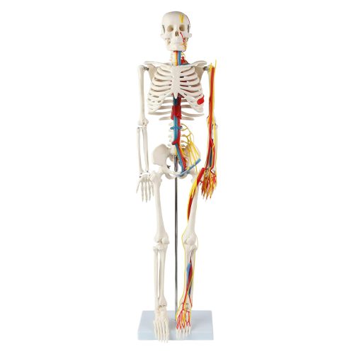 Mini Human Skeleton Model with Nerves Veins Arteries Heart for Anatomy 33.5''