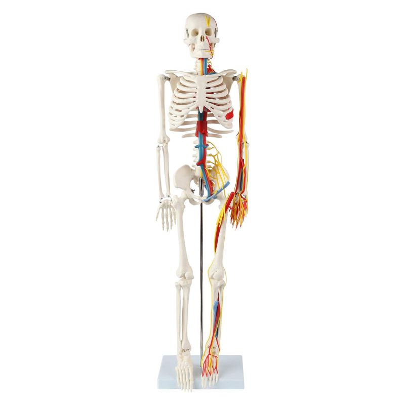 Mini Human Skeleton Model with Nerves Veins Arteries Heart for Anatomy 33.5''