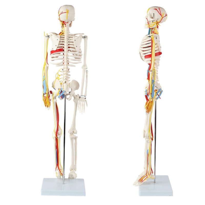 Mini Human Skeleton Model with Nerves Veins Arteries Heart for Anatomy 33.5''