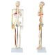 Mini Human Skeleton Model with Nerves Veins Arteries Heart for Anatomy 33.5''