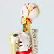 Mini Human Skeleton Model with Nerves Veins Arteries Heart for Anatomy 33.5''