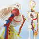 Mini Human Skeleton Model with Nerves Veins Arteries Heart for Anatomy 33.5''